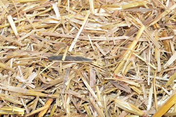 straw isolated on white background