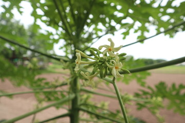 Papaya flowers. male papaya.