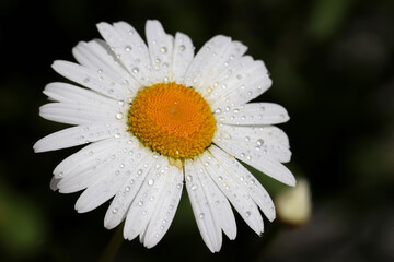 Fototapeta premium Daisy flower with water drops on white petals. Chamomile on summer meadow in sunny morning
