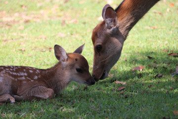 Mother doe and fawn