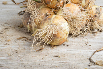 Freshly Unearthed Harvest Of Sweet White Onions