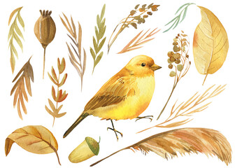 Set of bird and autumn dry herbs, canary watercolor drawing, boho illustration
