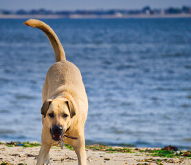 golden retriever on the beach