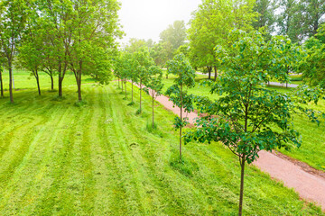 Fototapeta na wymiar Summer park with a row of young trees along a trimmed lawn walking path.