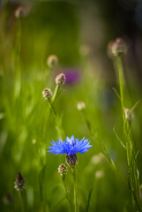 blue flowers in the grass