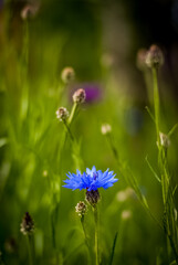 blue flowers in the grass