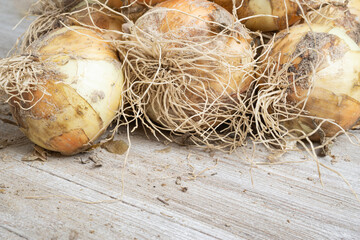 Freshly Unearthed Harvest Of Sweet White Onions