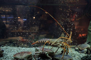 Lobster in a tank in front of the kitchen