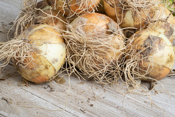 Freshly Unearthed Harvest Of Sweet White Onions