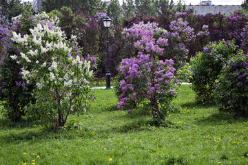 Lilac trees in the garden