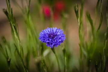 Blue Flower