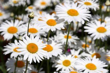 Obraz na płótnie Canvas Daisy flowers on summer field. White chamomiles in sunny day