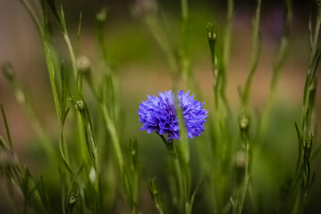 Blue Flower