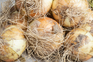 Freshly Unearthed Harvest Of Sweet White Onions