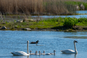 A Trumpeter Swan family, adult and chicks, swimming in a pond
