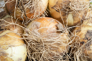 Freshly Unearthed Harvest Of Sweet White Onions