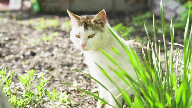 Domestic cat sits in the green grass and looks somewhere