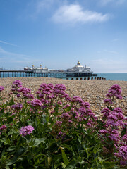 Wild Red Valerian flowers blooming on the beach at Eastboune in summertime