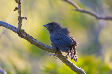 A bird sitting in a branch with a green background

