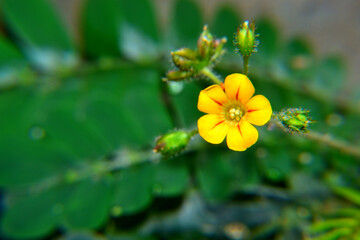 Small yellow flower with blurry background