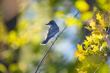An Eastern Kingbird in nature sitting in a branch with a green background
