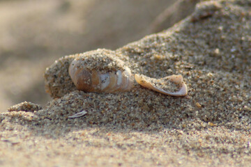 Close-up of a shell in the sand.