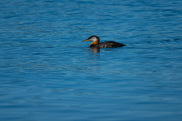 A Red-necked Grebe swimming in a blue pond
