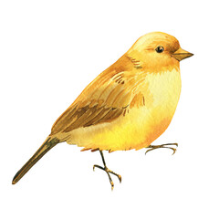 yellow bird, canary watercolor drawing, boho illustration