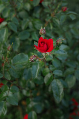 Card. red rose on a green leafy background