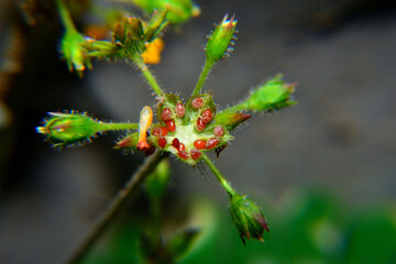 Nature, biophytum sensitivum leaf blurry background