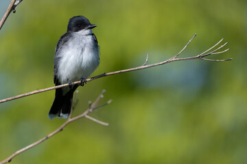 An Eastern Kingbird in nature sitting in a branch with a green background
