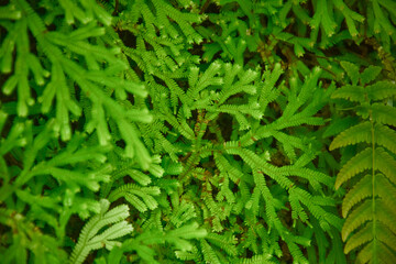 Many giant fern trees in cliffs and valleys, vines and bushes are located in Indonesia's tropical rain forests. can be used as background and wallpaper. the concept of web banners.