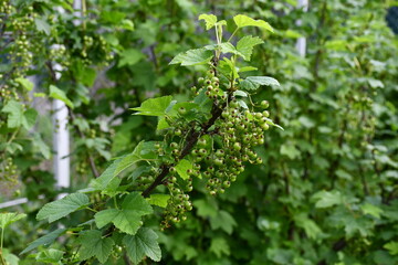 Currant branches with green immature berries