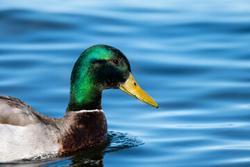 A Mallard Duck swimming in a pond
