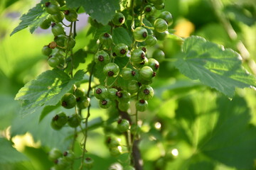 Fototapeta na wymiar Currant branches with green immature berries