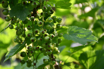 Currant branches with green immature berries