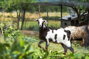 Naklejka na ściany i meble goats in the green grass meadow.
