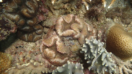 Coral with disease found at coral reef area in Tioman island, Malaysia © MuhammadHamizan