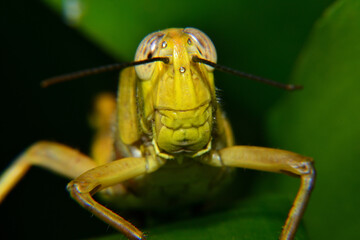 Close up of Yellow grasshoppers perched on tree trunks