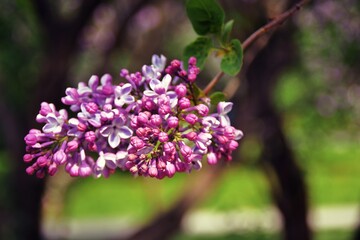 Obraz premium Lilac flowers in the garden