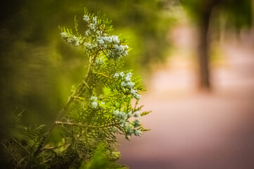 sunlight in the forest
