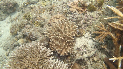 Naklejka na ściany i meble Coral with disease found at coral reef area in Tioman island, Malaysia
