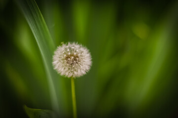 dandelion on green background