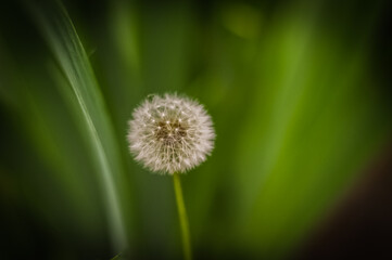 dandelion on green background