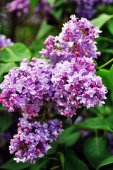 Fototapeta na wymiar Lilac flowers in the garden