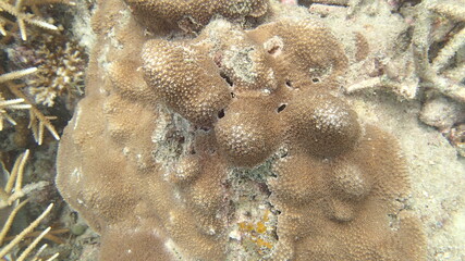 Coral with disease found at coral reef area in Tioman island, Malaysia