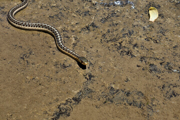 snake on the beach