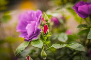 Naklejka na ściany i meble Purple rose in the garden