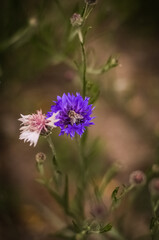 purple flowers in the field