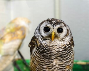 Rufous-legged owl in an owl cafe in Tokyo, Japan looking at camera with another owl in the background
